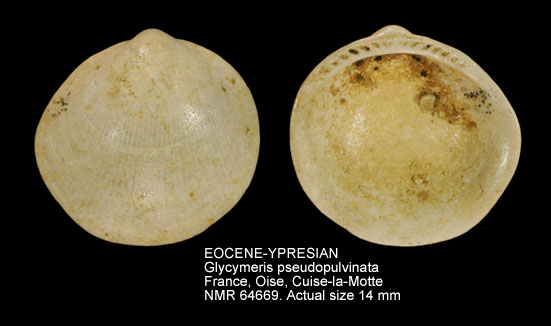 EOCENE-YPRESIAN Glycymeris pseudopulvinata.jpg - EOCENE-YPRESIANGlycymeris pseudopulvinata(d'Orbigny,1850)